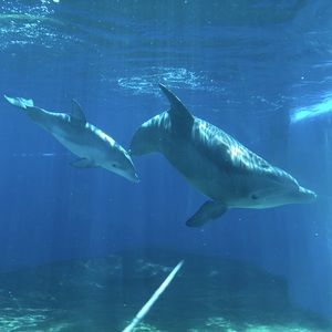 Meet your Posher, Marie